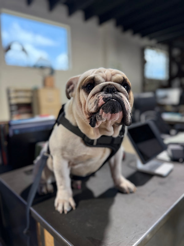 Young Rob — Fabrication Specialist